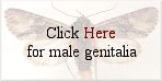 Lacinipolia aileenae male genitalia.