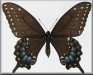 Papilio joanae