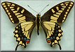 Papilio bairdii dodi