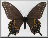 Papilio joanae